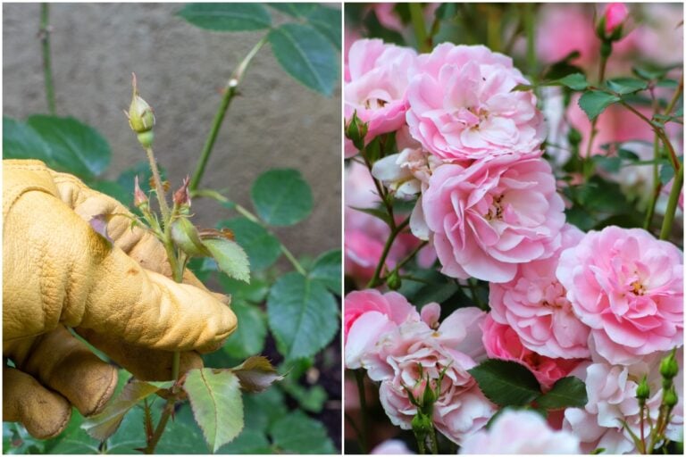 Triple Your Rose Blooms This Summer with This Simple Trick