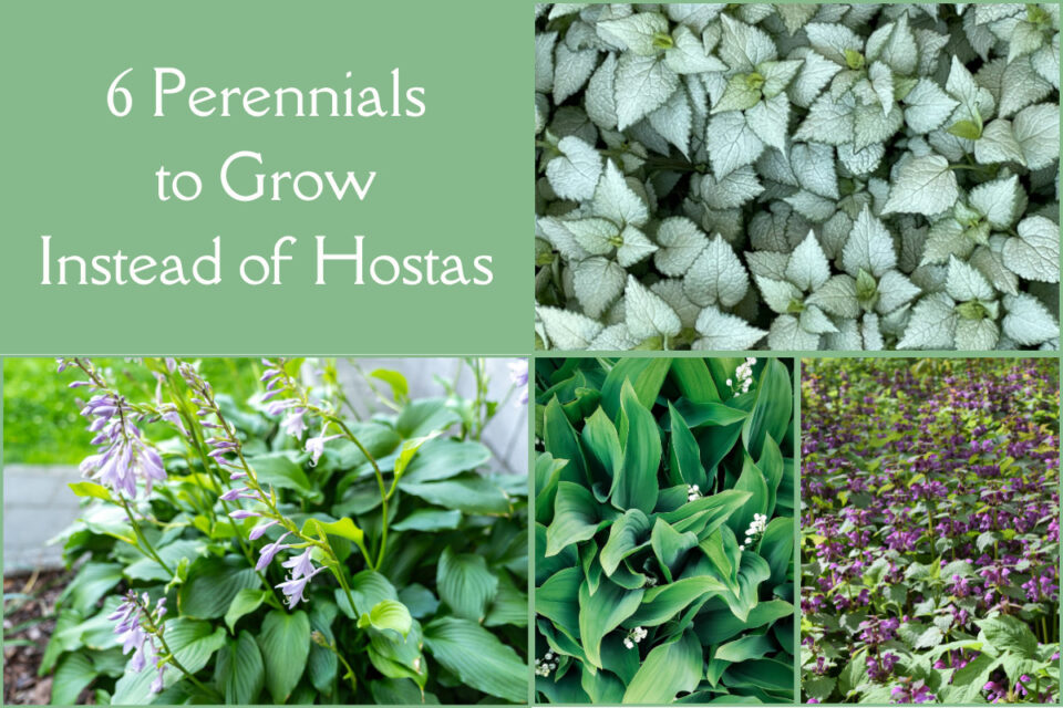 6 Beautiful, Shade-loving Perennials for When You're Bored of Hostas