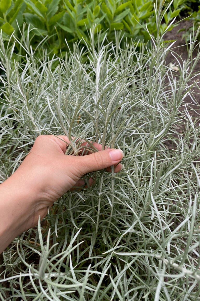 6-reasons-why-you-should-grow-a-curry-plant