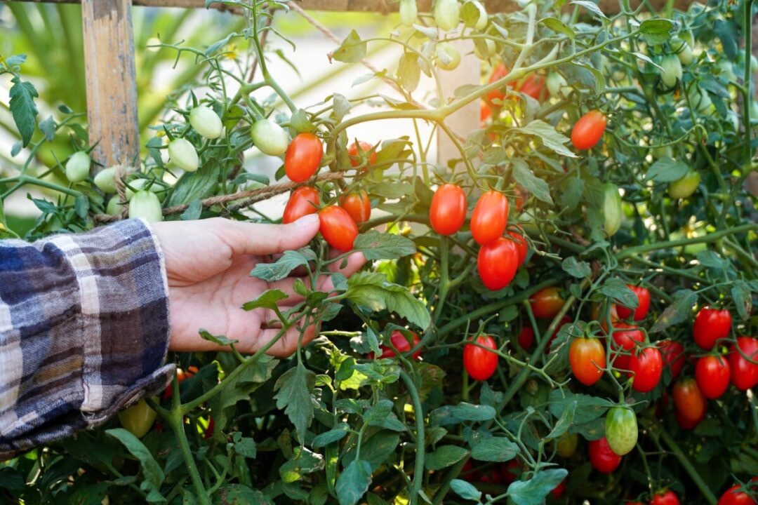 How To Get More Tomatoes Per Plant