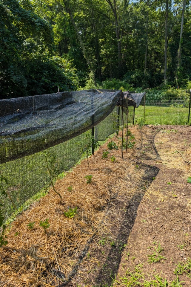 Keep Tomatoes Growing Even in a Heatwave with a Simple Garden Tool