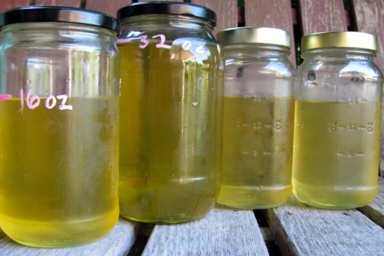 Jars of urine being used to fertilize plants