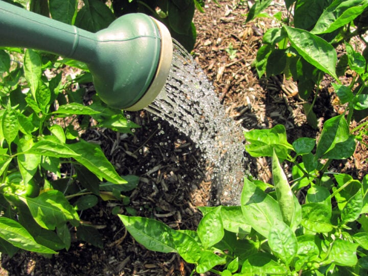 How to Use Urine as Plant Fertilizer