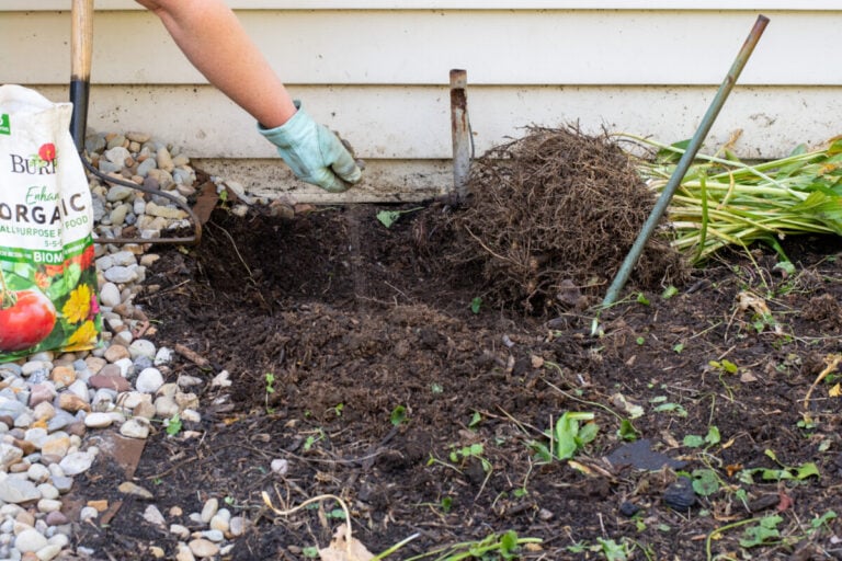 Hosta Root System Easy 3-Step Fall Hosta Care for Beautiful Plants