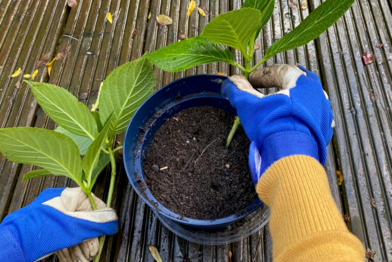 Fall Is the Best Time to Take Hydrangea Cuttings. Here's How To Do It