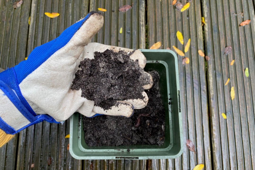 How to Propagate Raspberries from Cuttings (& One Big Mistake That