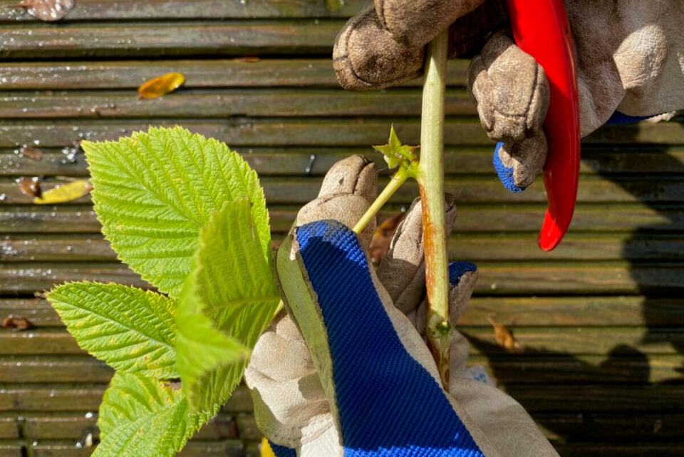 How to Propagate Raspberries from Cuttings (& One Big Mistake That