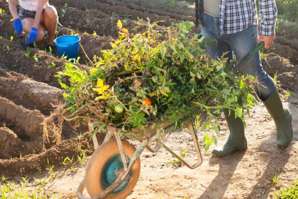 Cut Fall Veg Garden Clean-Up Short With This Easy Soil-Fortifying Tip