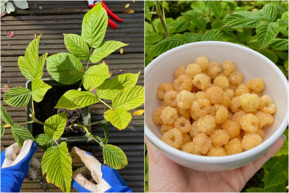 How to Propagate Raspberries from Cuttings (& One Big Mistake That