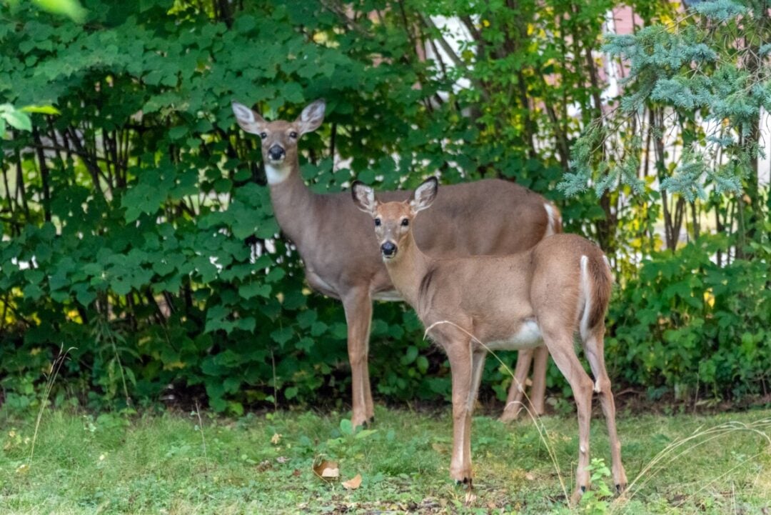 Gallery Detail: How To Stop Deer From Eating Your Hostas