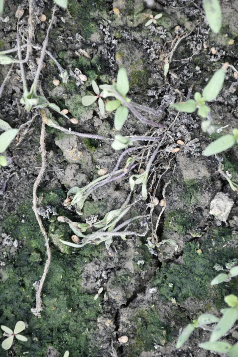 Prevent Damping Off: The Hidden Danger That Can Kill All Your Seedlings