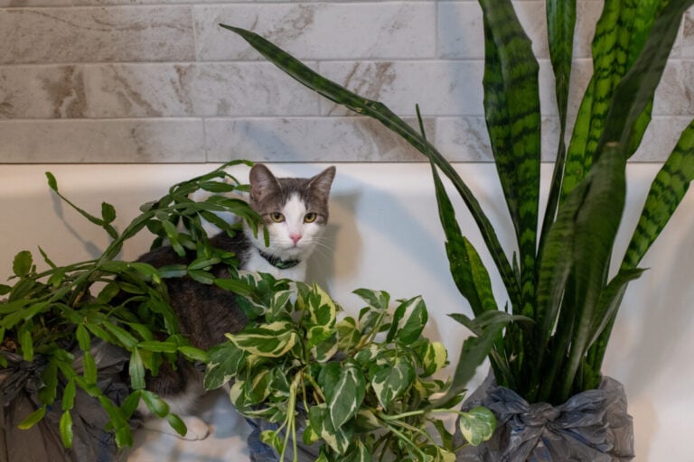Hate Dusting Your Houseplants? Use My Tip to Get It Done Fast