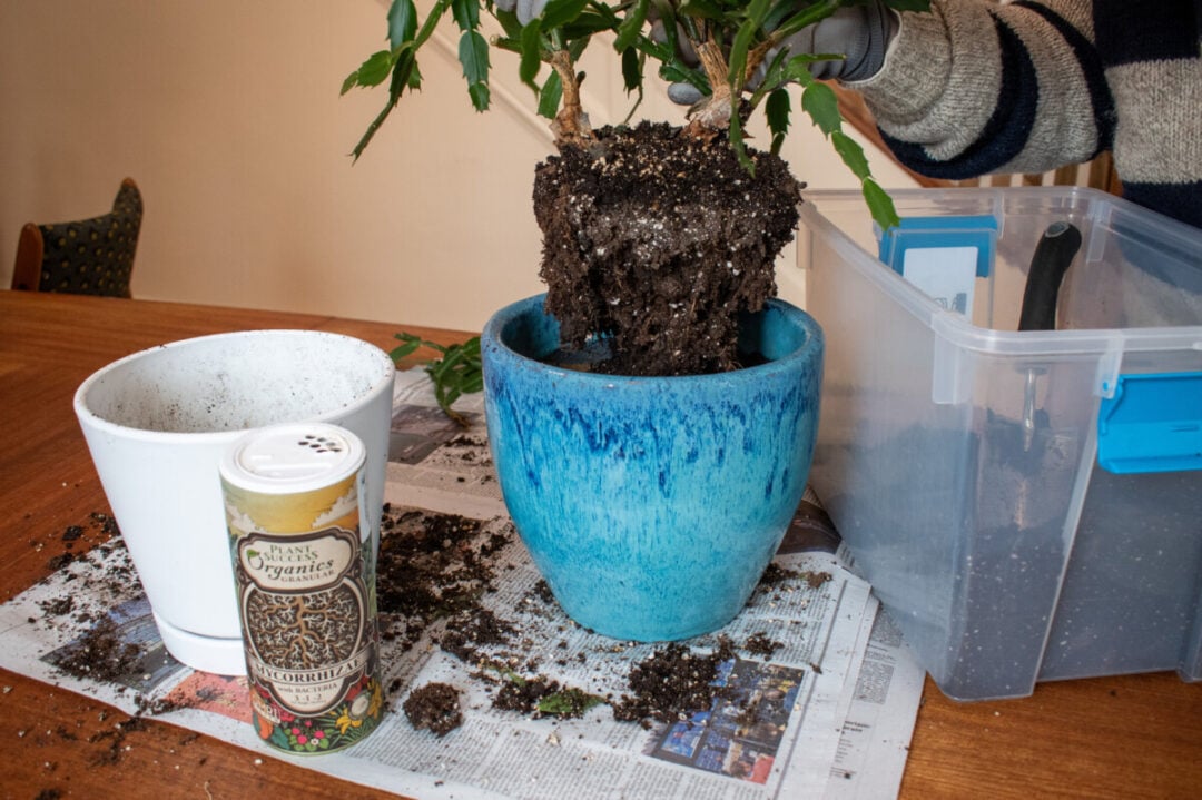How & When to Repot a Christmas Cactus