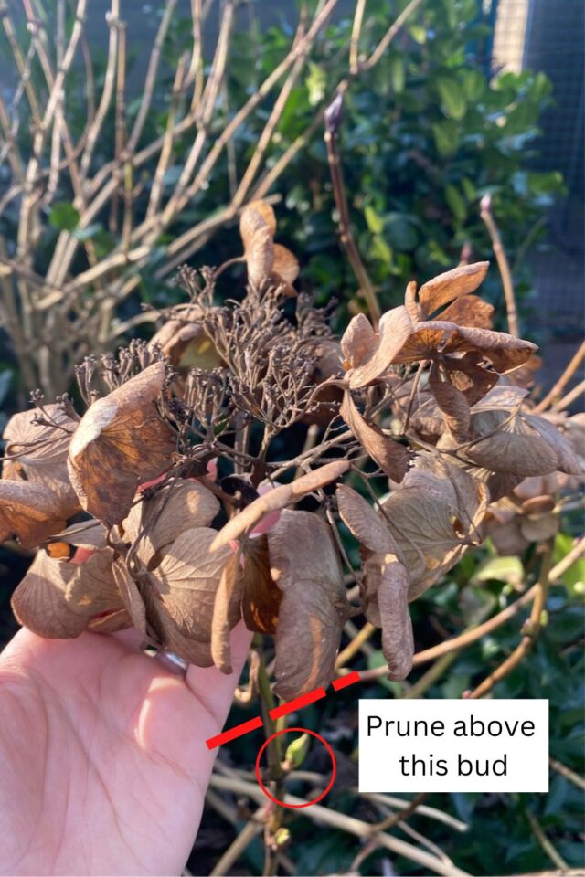 Hydrangea Removal How to Prune Hydrangeas in Late Winter (No Matter What Type You Have)