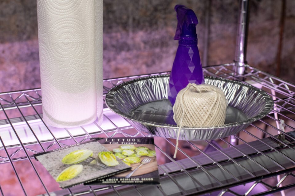 The Snail Seed Starting Method A Clever Way To Save Space And Money