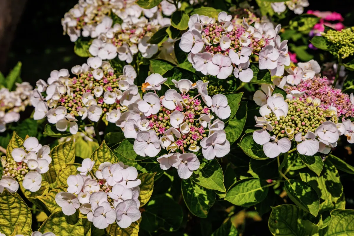 Love Hydrangeas? These Hydrangeas Will Rebloom For Endless Flowering