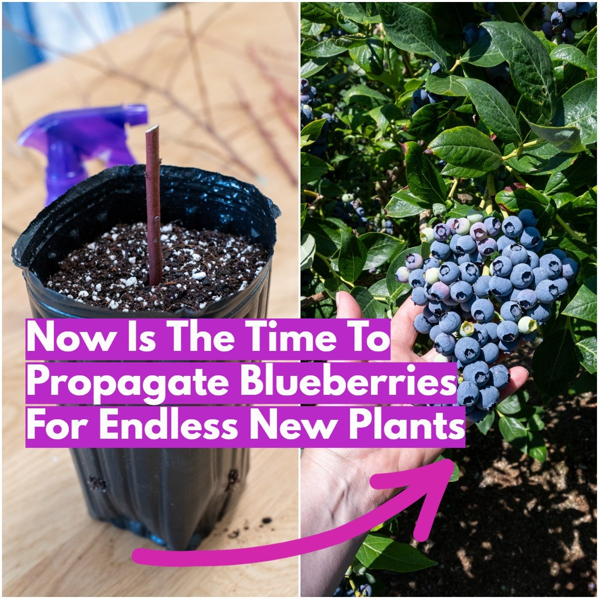 How To Propagate Blueberries In Late Winter For Endless New Plants How To Propagate Blueberries In Late Winter For Endless New Plants
