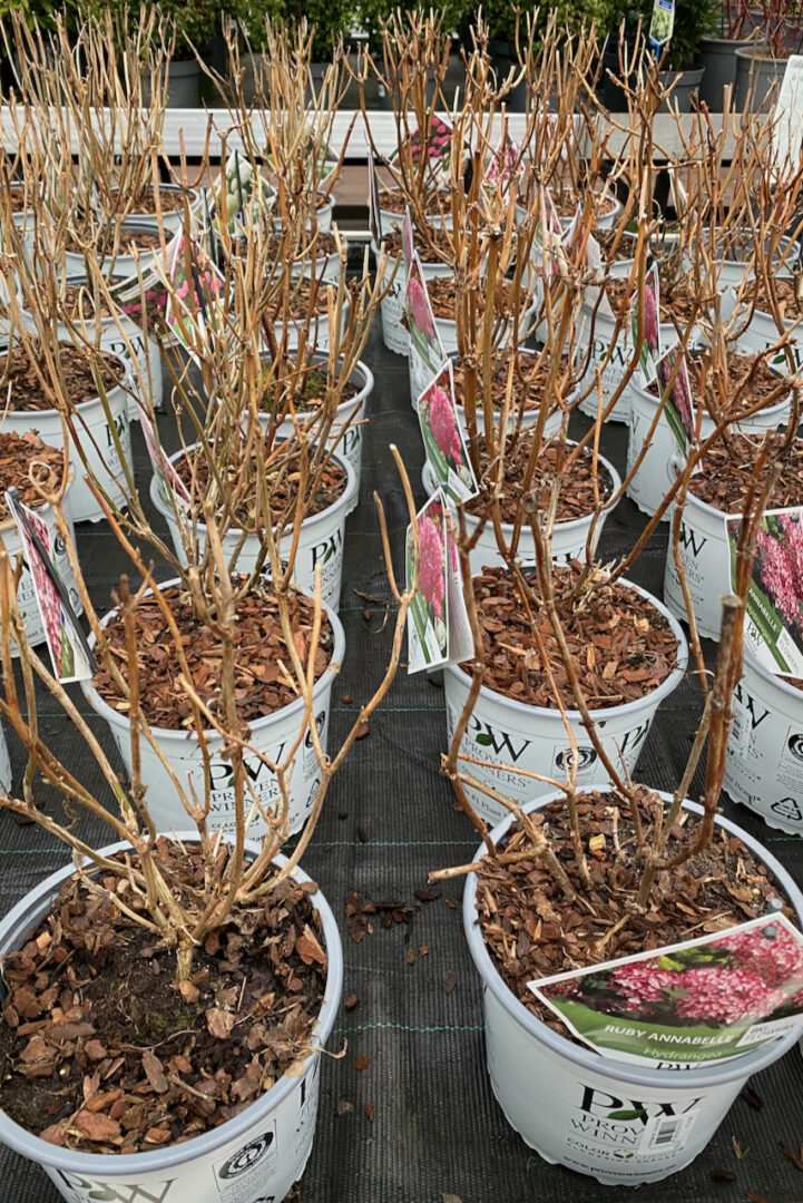 How To Plant Hydrangeas The Right Way (& The 