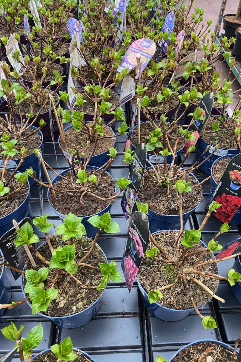 How To Plant Hydrangeas The Right Way (& The 