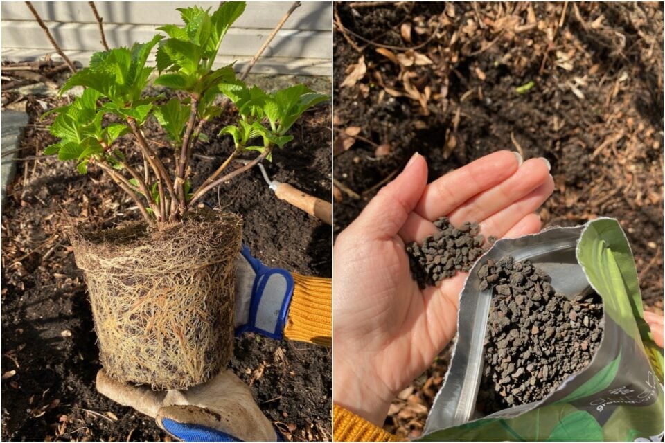 How To Plant Hydrangeas The Right Way (& The 