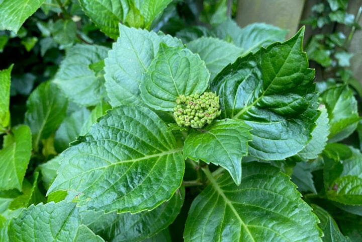 How & When to Fertilize Hydrangeas for Vibrant Summer Blooms