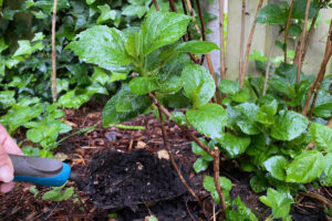 How & When to Fertilize Hydrangeas for Vibrant Summer Blooms