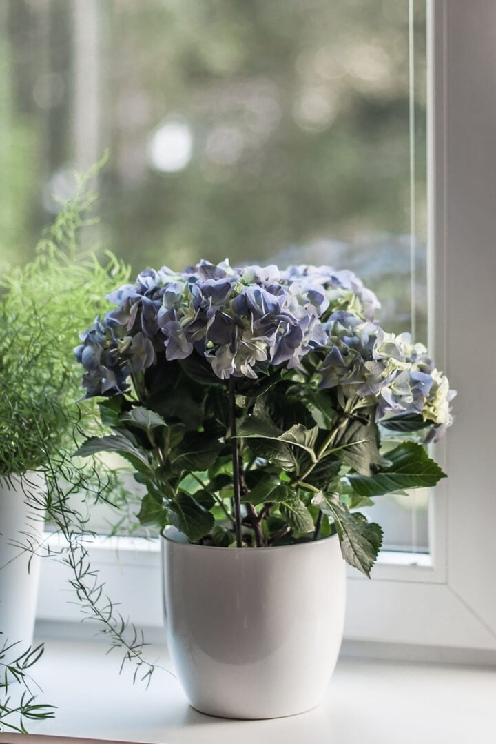 How to Keep a Gift Hydrangea Alive & Planting It in the Garden