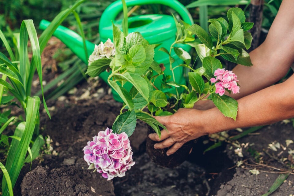 How to Keep a Gift Hydrangea Alive & Planting It in the Garden