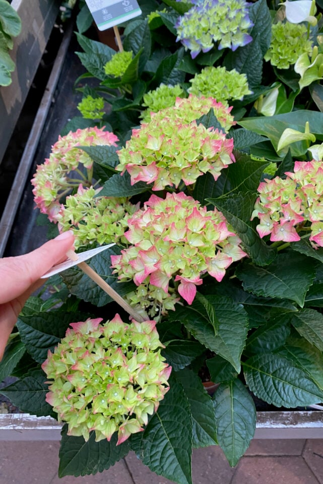 How to Keep a Gift Hydrangea Alive & Planting It in the Garden