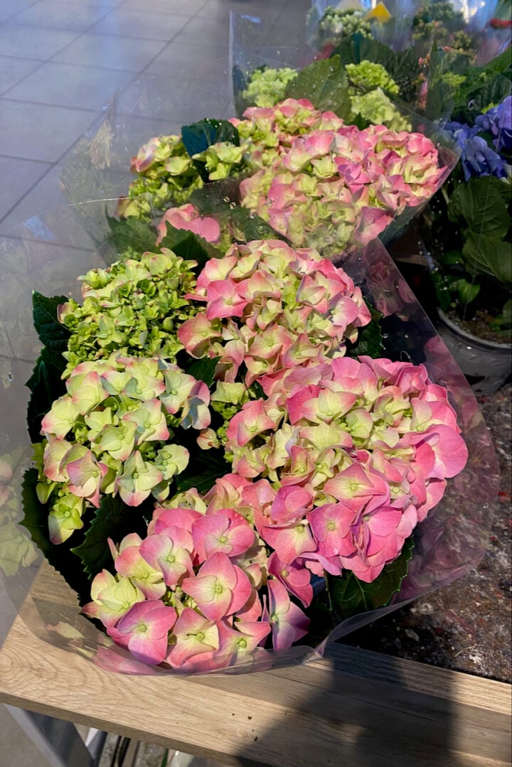 How to Keep a Gift Hydrangea Alive & Planting It in the Garden