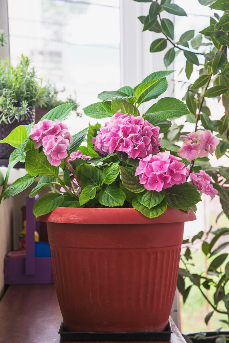 How to Keep a Gift Hydrangea Alive & Planting It in the Garden