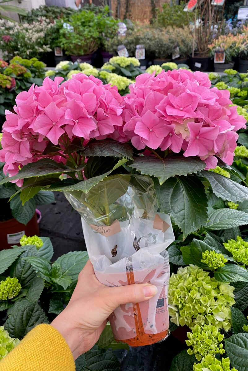 How To Keep Store Bought Hydrangeas Alive