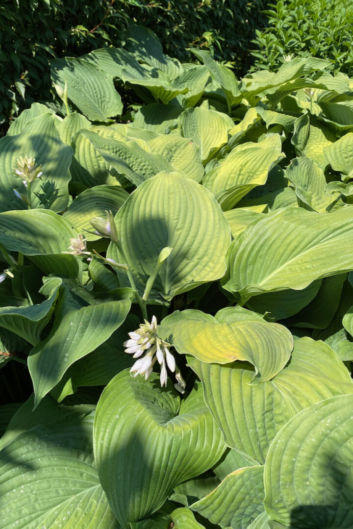 6 Spring Jobs For Huge & Happy Hostas