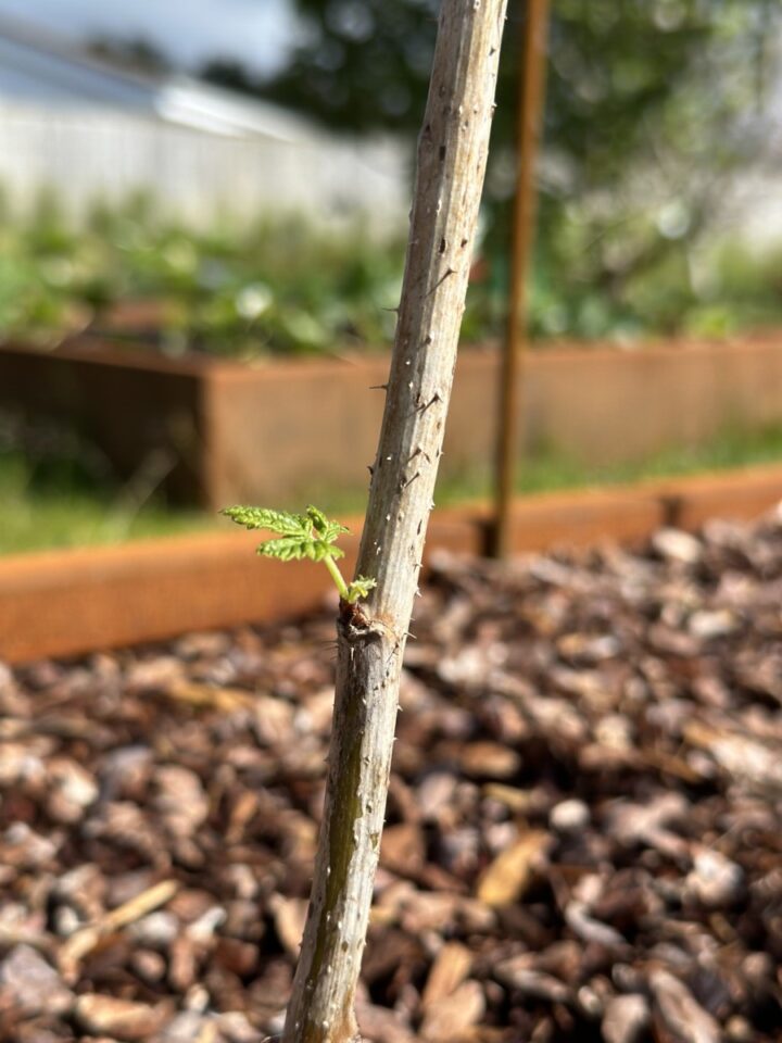 How To Fertilize Raspberries In Spring & 3 More Jobs For A Bumper Crop ...