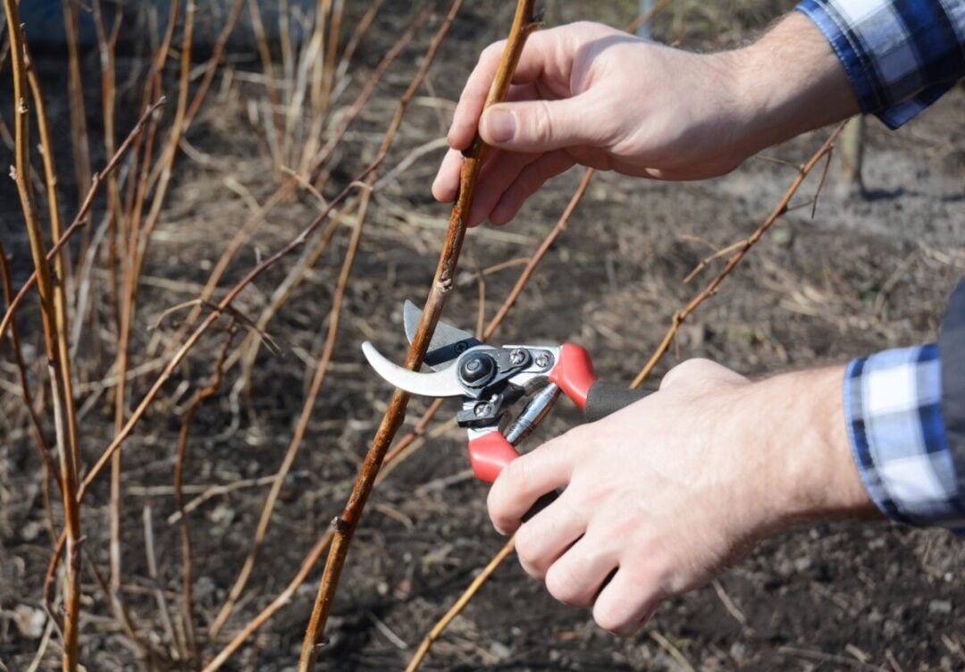 Spring Raspberry Canes How To Fertilize Raspberries In Spring & 3 More Jobs For A Bumper Crop ...