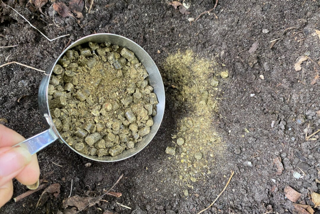 Fertilizing Roses in Spring for Stunning Blooms (& Bonus Tip for More ...