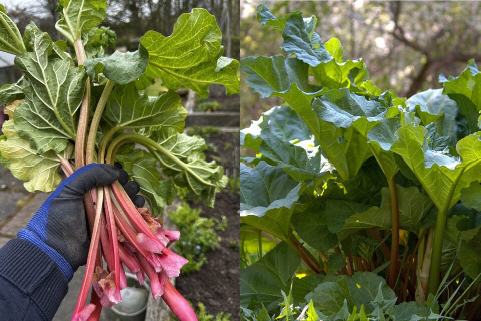 How Much Rhubarb Can You Harvest? (And Why You Need to Be Patient)