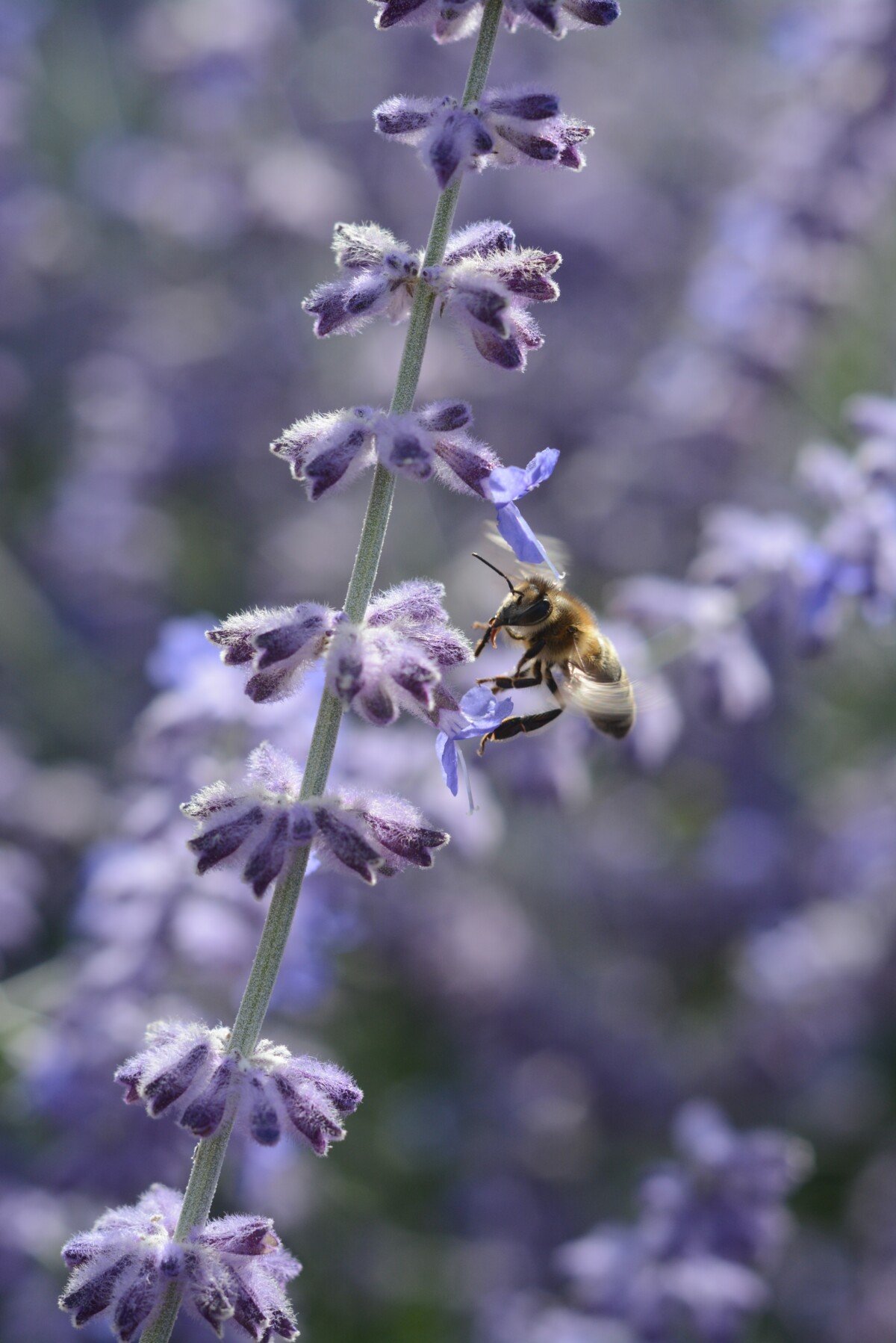 Bee on a Russian sage plant