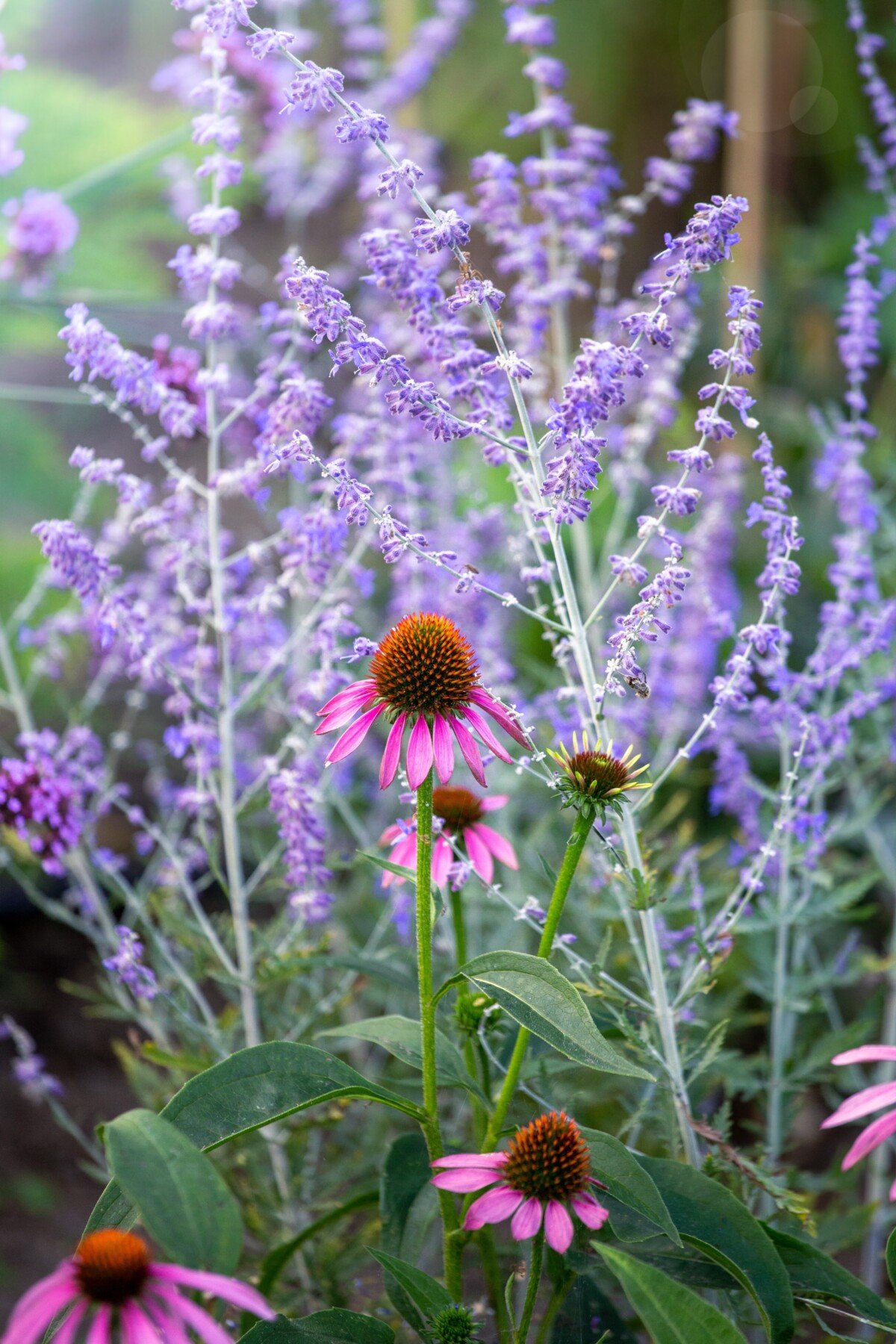 Russian sage and purple coneflower