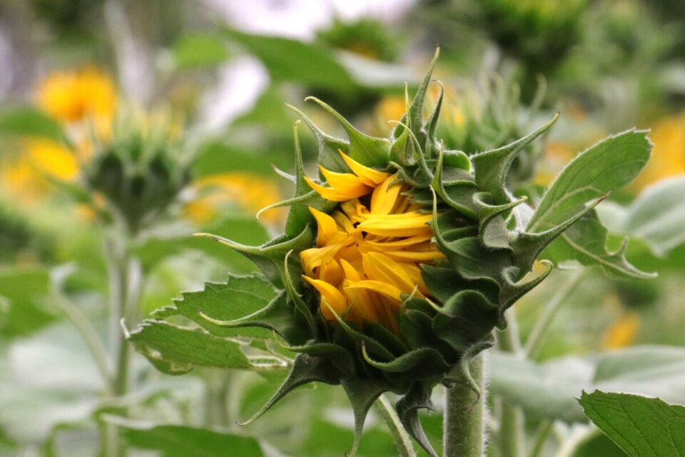 7 Things Every Sunflower Grower Needs To Know + 7 Wild Facts