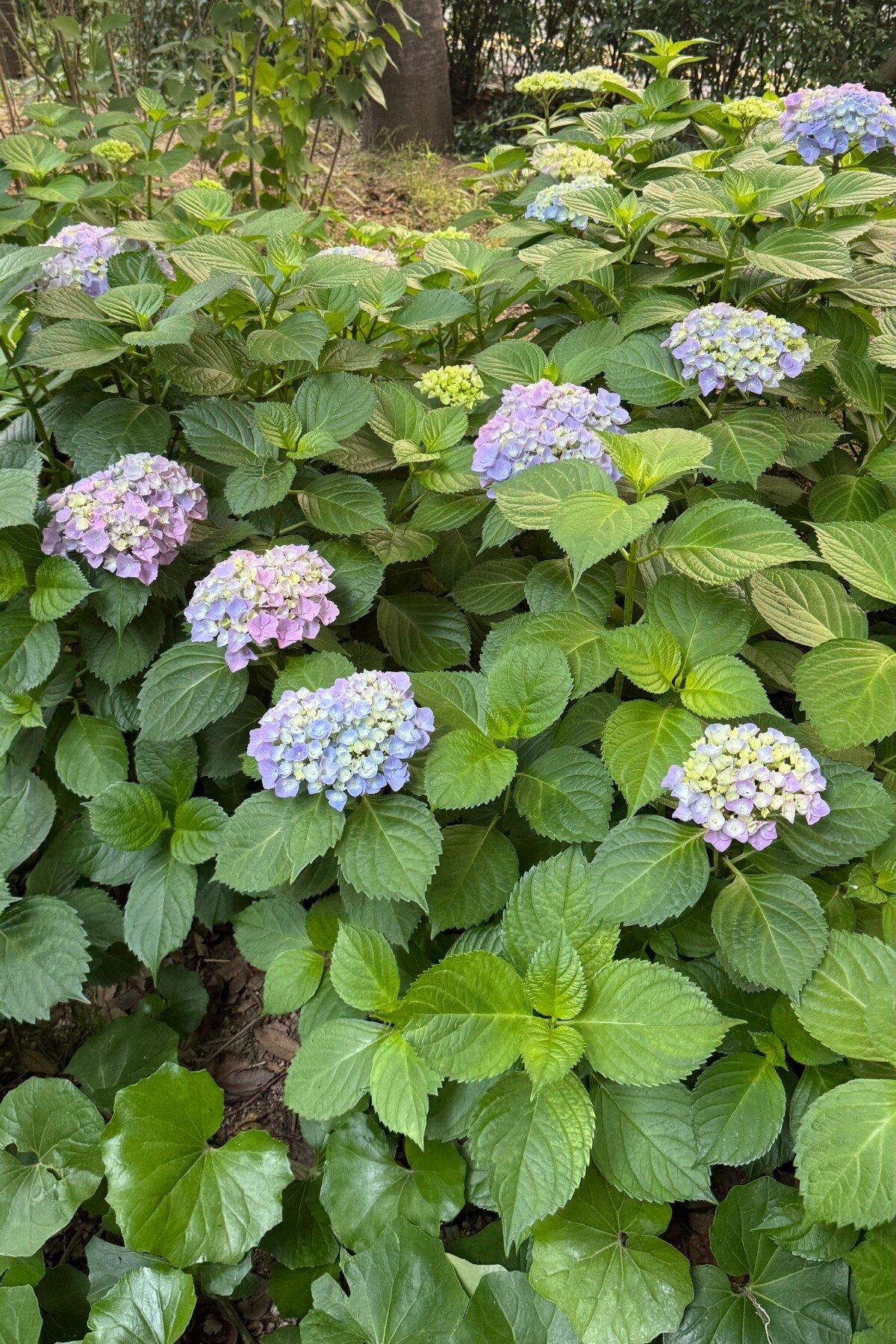 Hydrangea bush with only a handful of flowers.