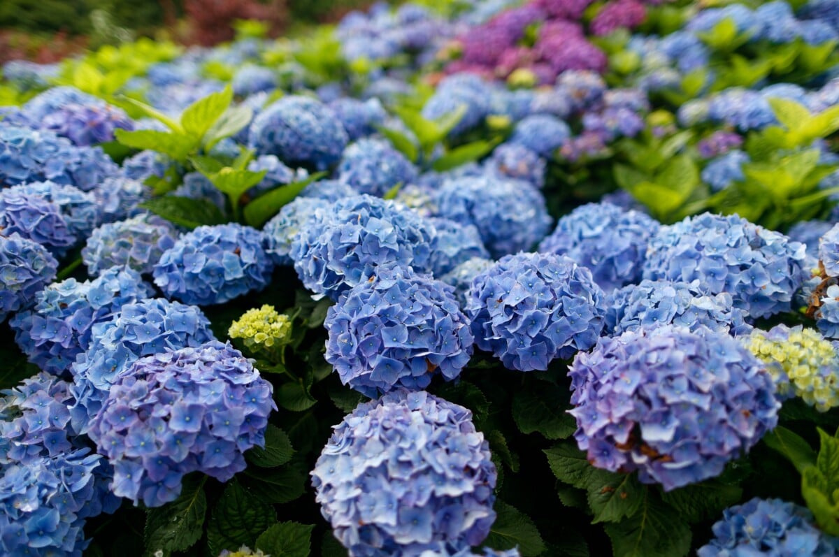 Blue hydrangeas