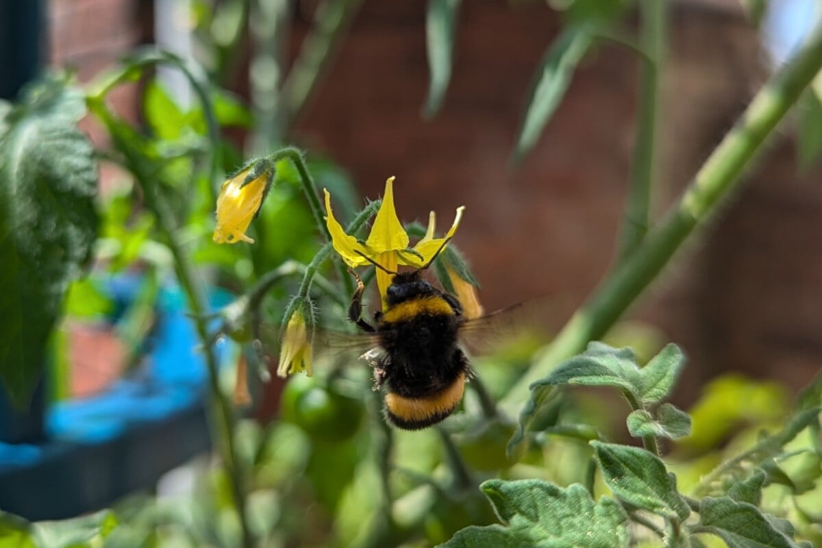 bee pollinating tomato blossom