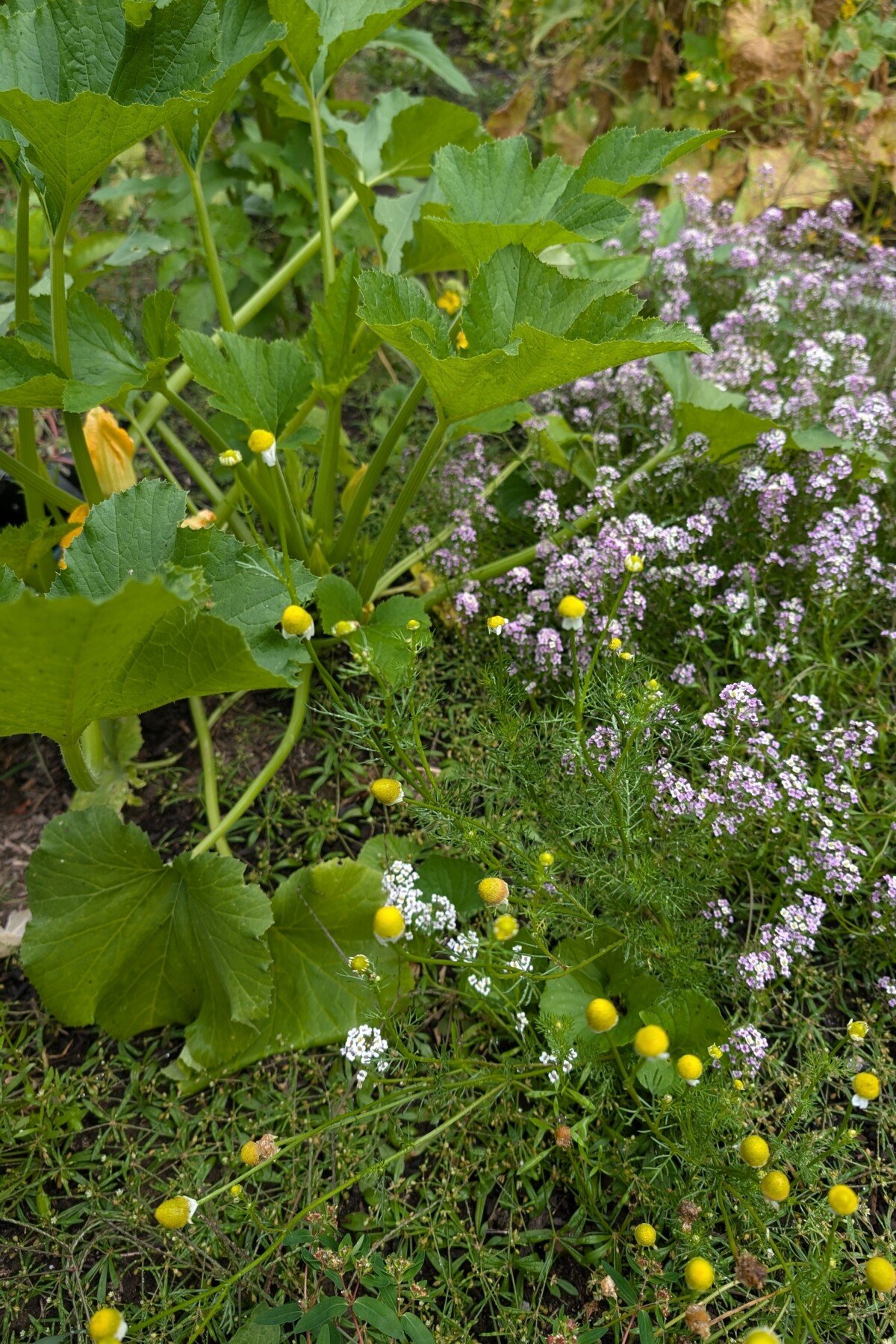 Flowers growing near a zucchini plant