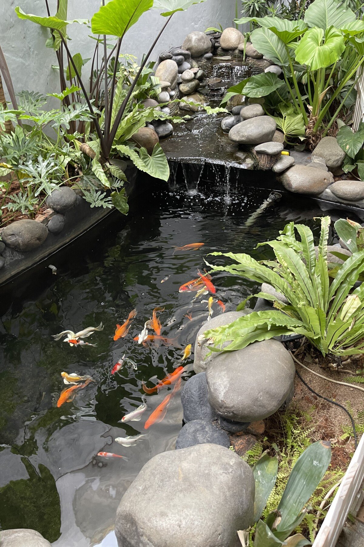 Dated koi pond