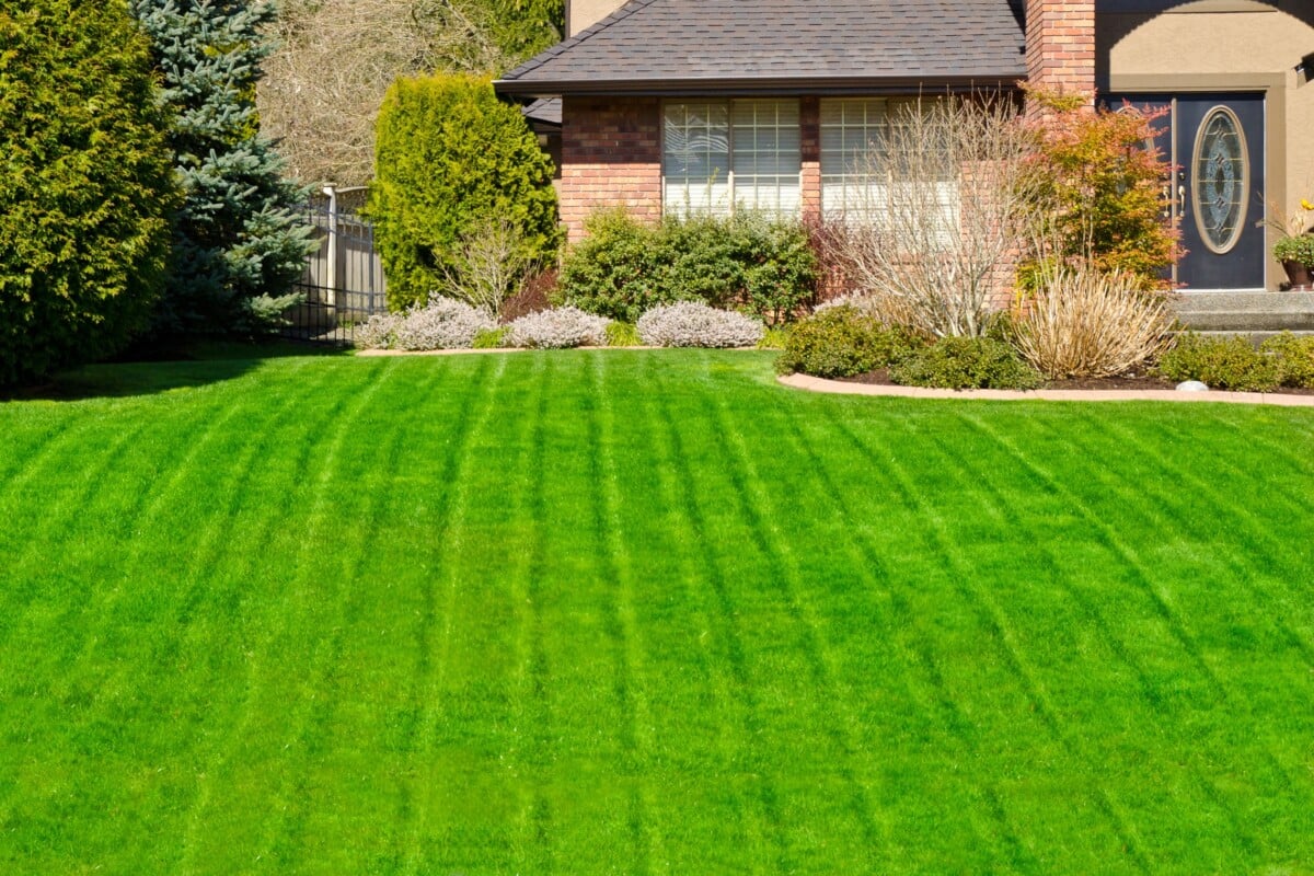 Large green lawn