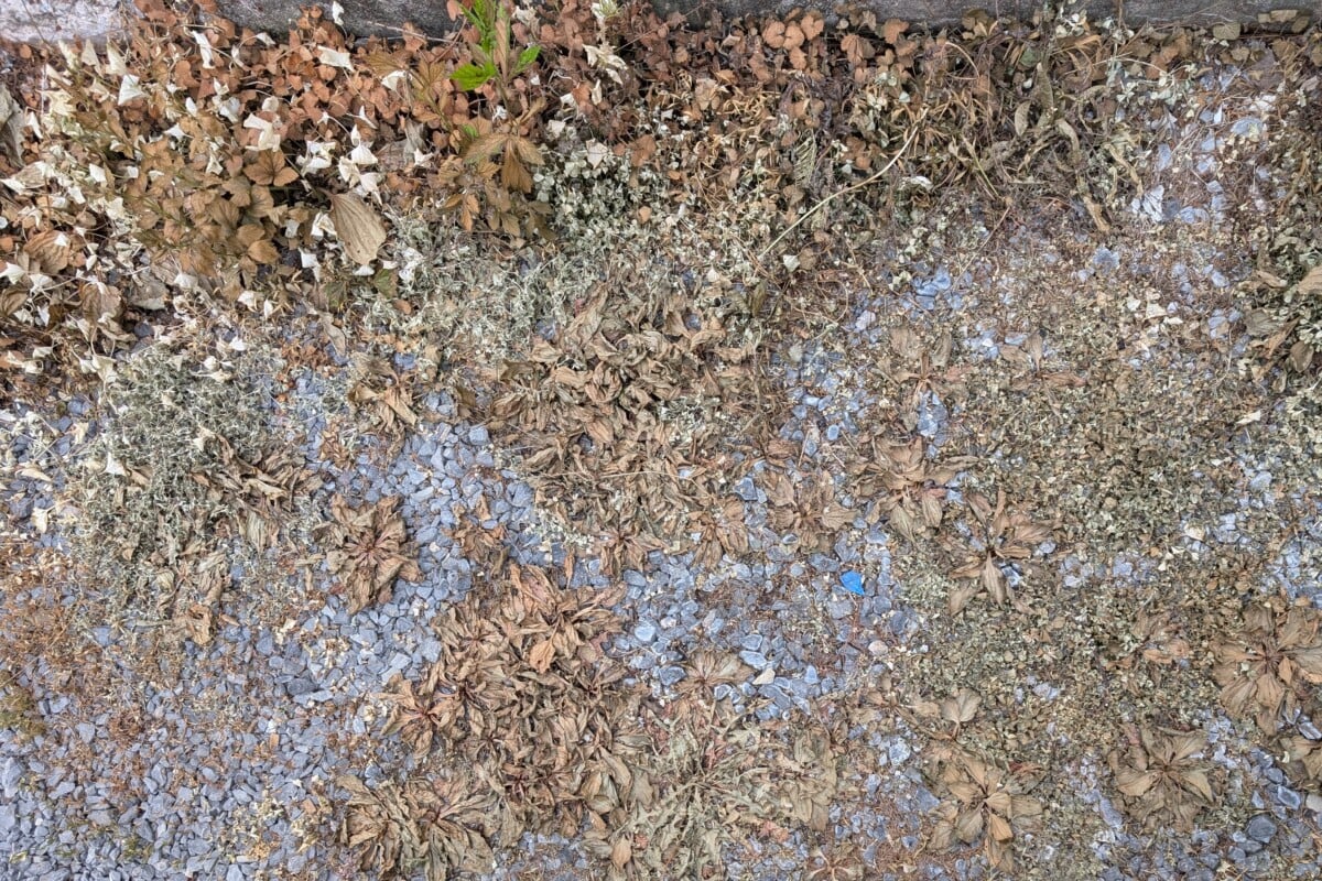 Weeds that have been sprayed with horticultural vinegar.