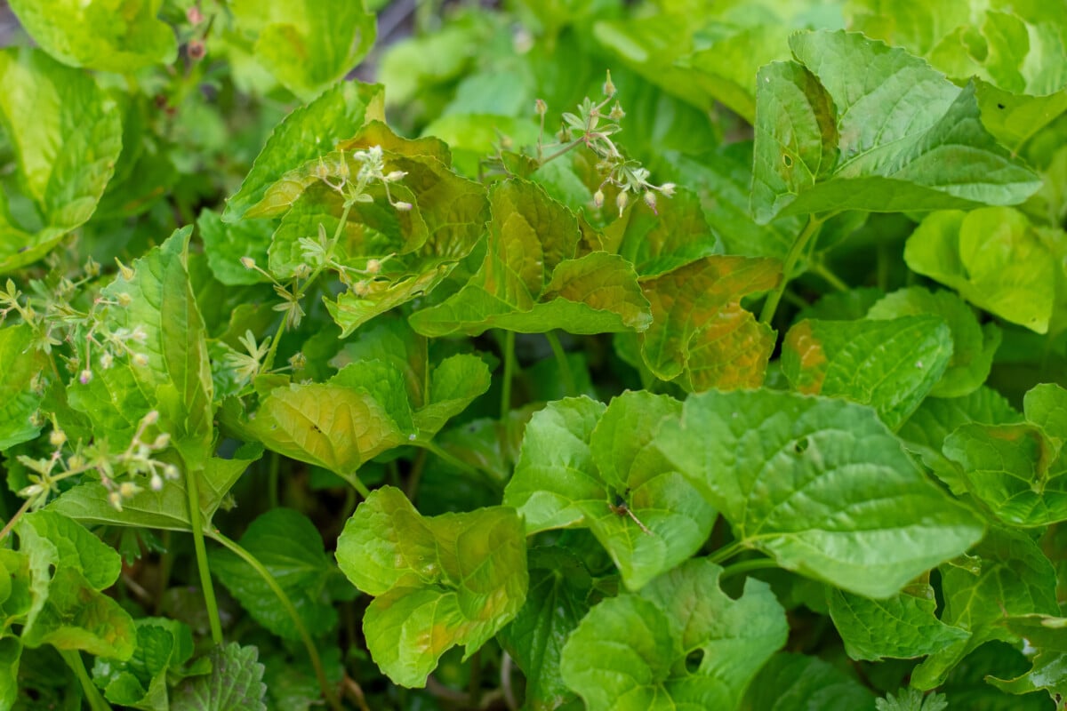 Weeds that have been sprayed with horticultural vinegar.
