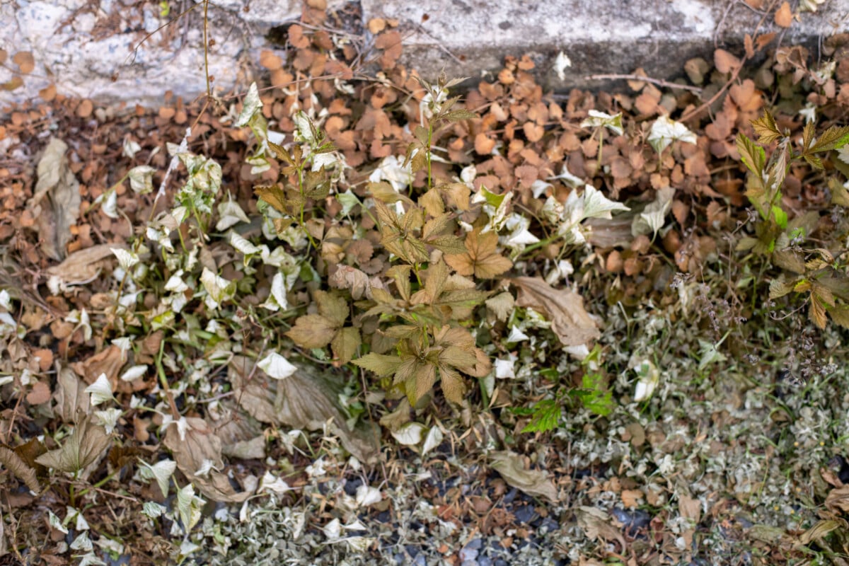Weeds that have been sprayed with horticultural vinegar.