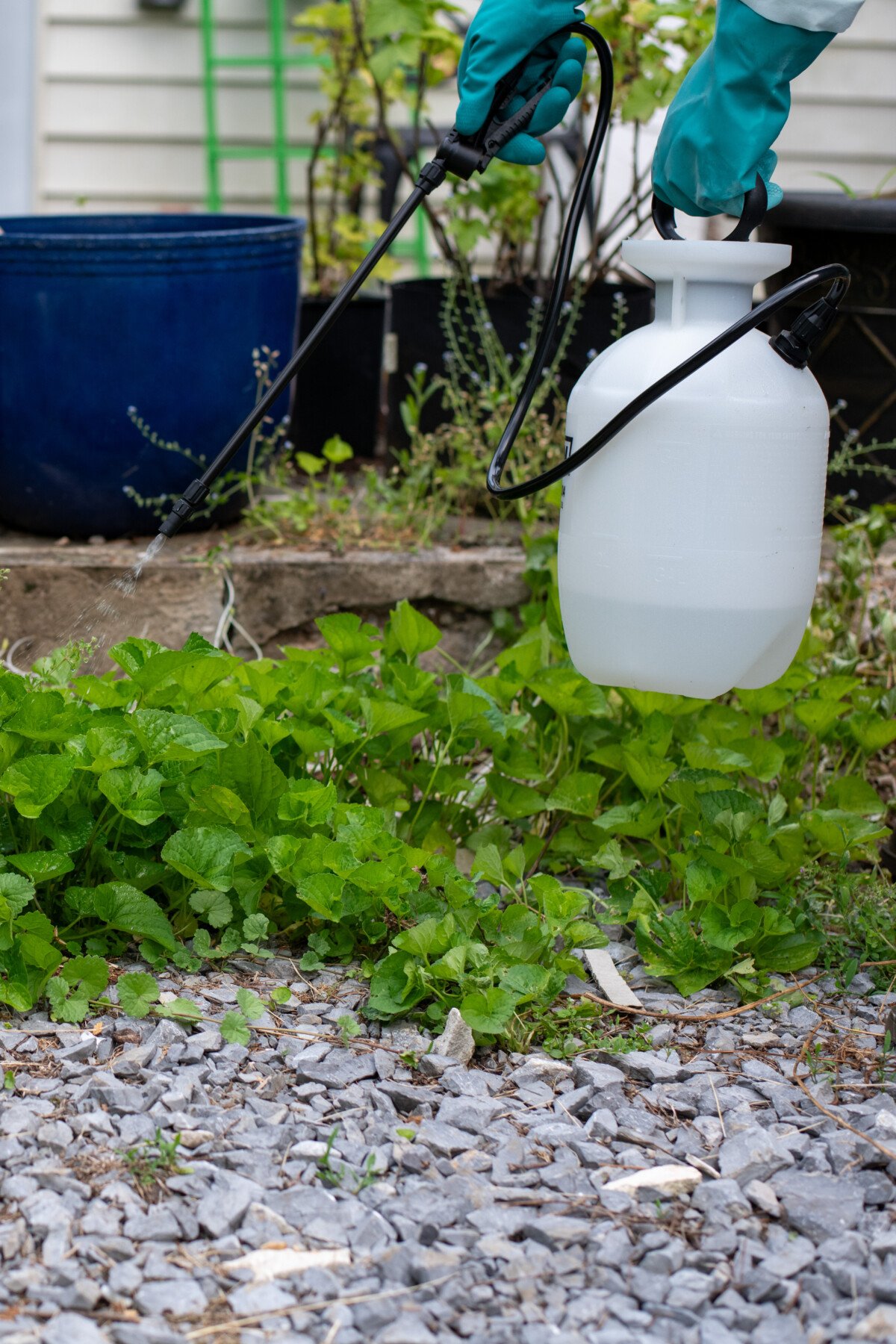 Spraying horticultural vinegar